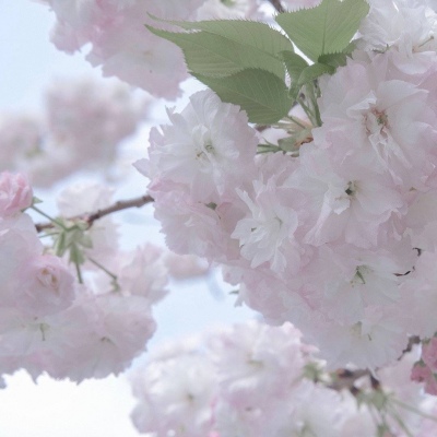 安仁福瑞交流群